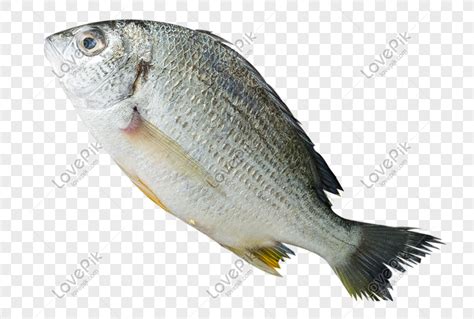 numero ng isda